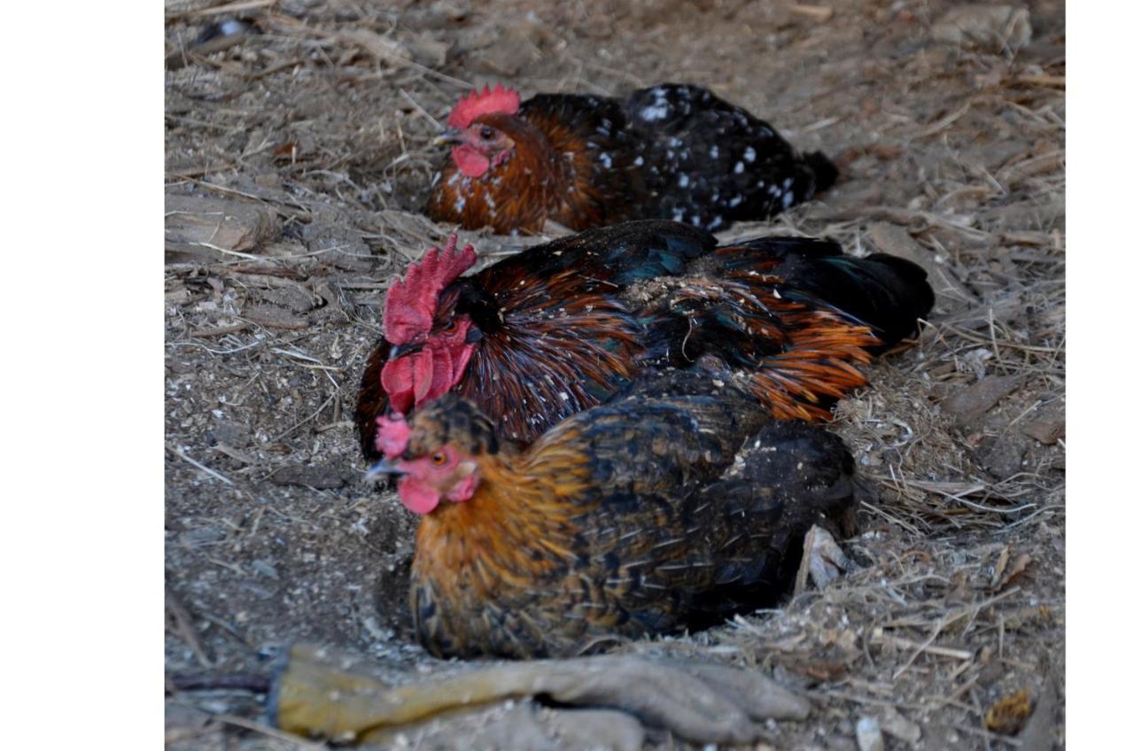 Chambres D'Hotes Les Chatougoulis Les Bordes-sur-Lez Dış mekan fotoğraf