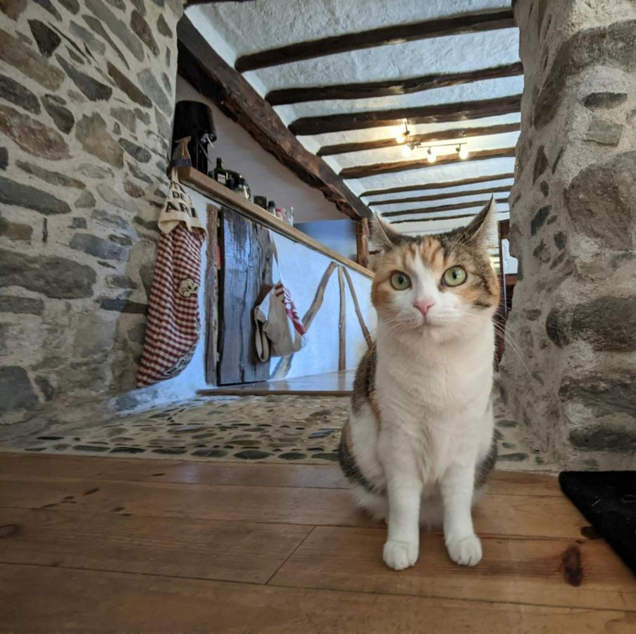 Chambres D'Hotes Les Chatougoulis Les Bordes-sur-Lez Dış mekan fotoğraf
